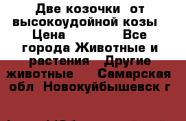 Две козочки  от высокоудойной козы › Цена ­ 20 000 - Все города Животные и растения » Другие животные   . Самарская обл.,Новокуйбышевск г.